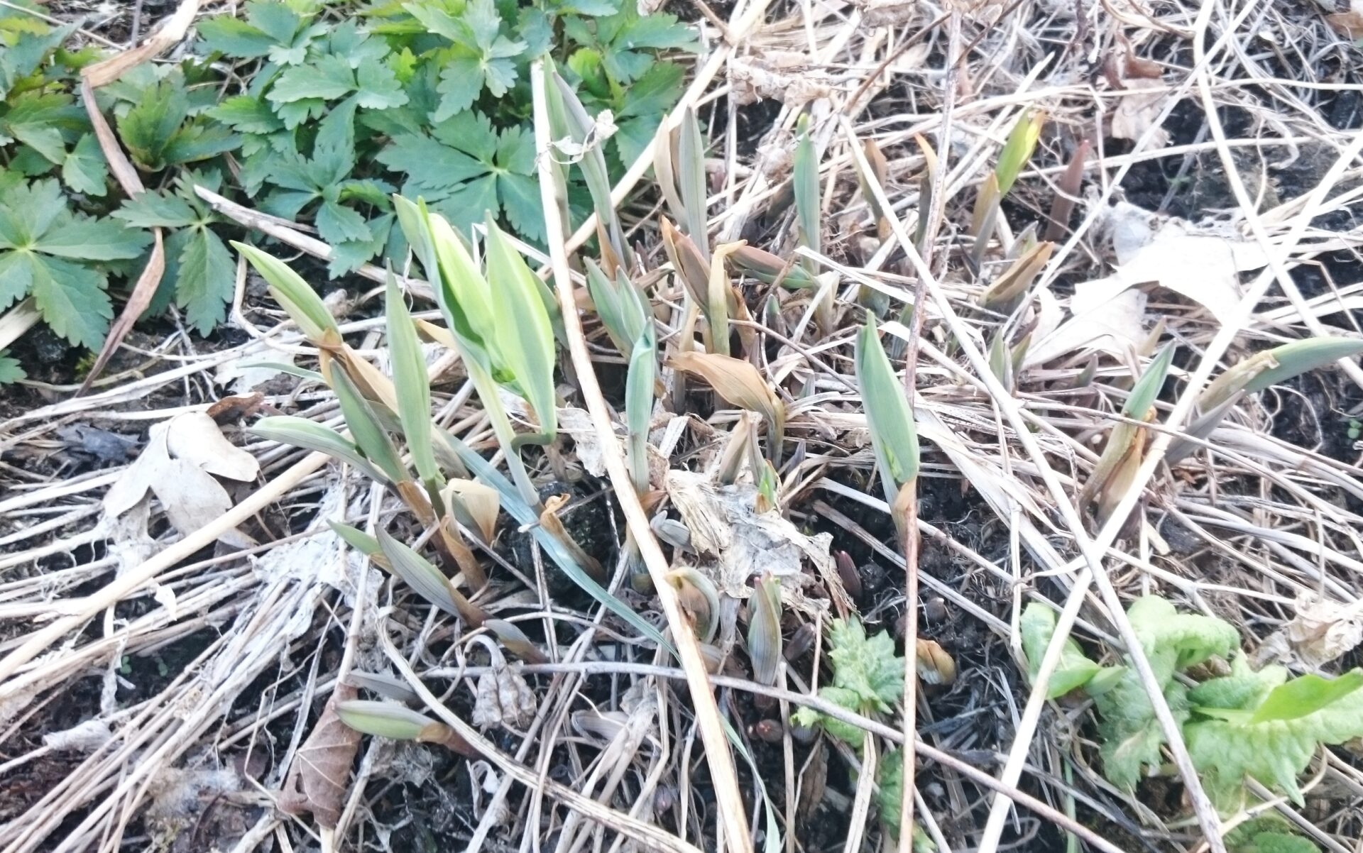 Uvularia grandiflora frostskadad