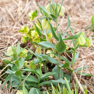 Fratillaria pallidiflora - blek klocklilja