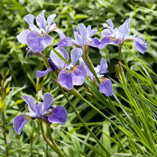 Iris sibirica 'China Spring'