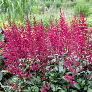Astilbe Arendsii-grp 'Fanal'
