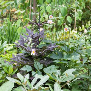 Höstanemon och Actaea 'Pink Spike'