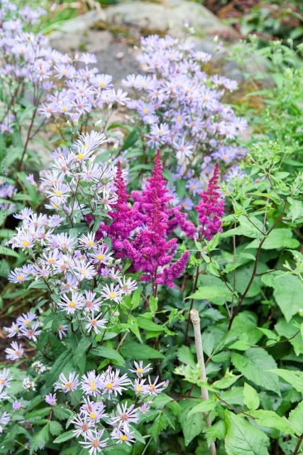 Samlar inspiration - Eurybia radula och Astilbe 'Vision in Red'