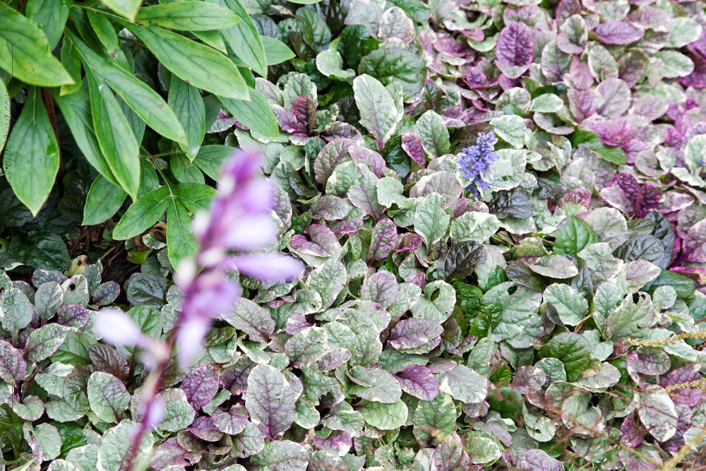 Hosta 'Cherry Berry' och namnlös Ajuga