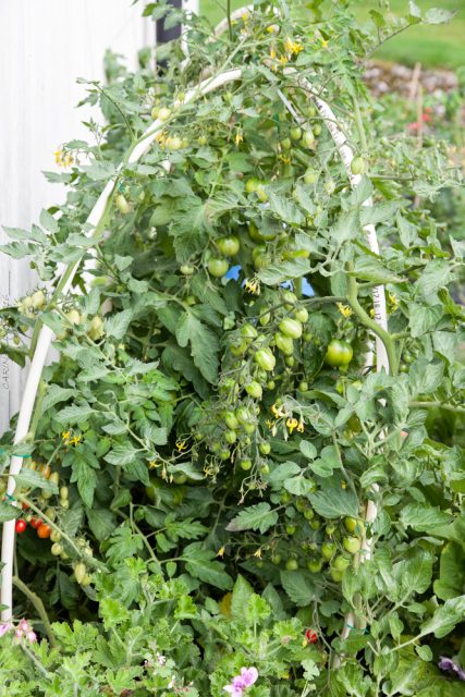 Tomatskörden - tomaterna blir många, många