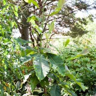 Magnolior - Magnolia tripetala