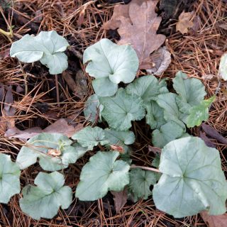 Cyclamen hederifolium