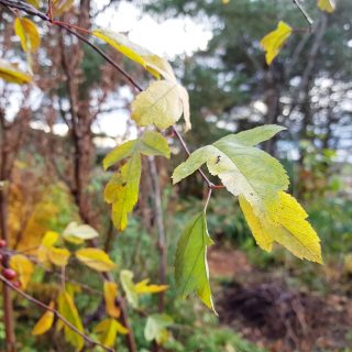 Malus toringo 'Freja' - rönnbärsapel 'Freja'