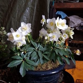 Helleborus niger 'Jesko' - julros 'Jesko'