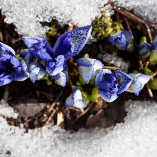 Iris reticulata 'Lady Beatrix Stanley'