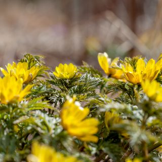 A - Adonis amurensis - guldadonis