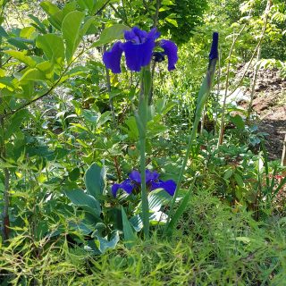 Iris sibtosa 'Wave Encore'