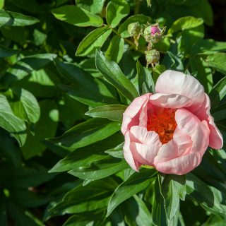 Hybridpioner - Paeonia hybr. 'Lovely Rose'
