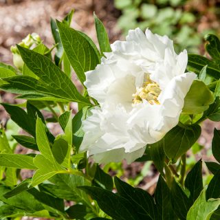 Itoh hybrider - Paeonia itoh 'Wout's White'