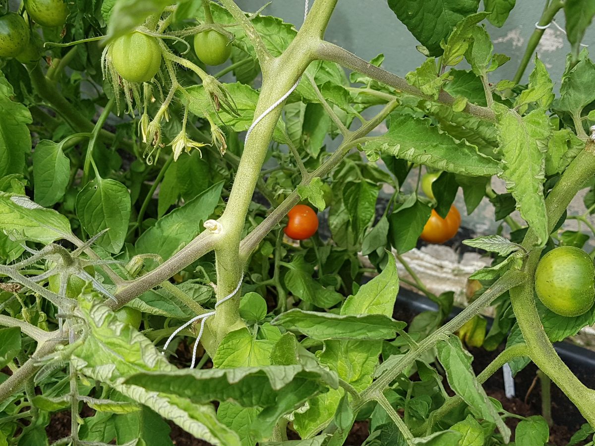Tomater i juni