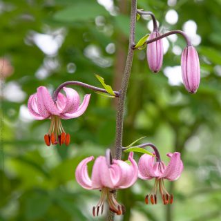 Krollilja - Lilium martagon