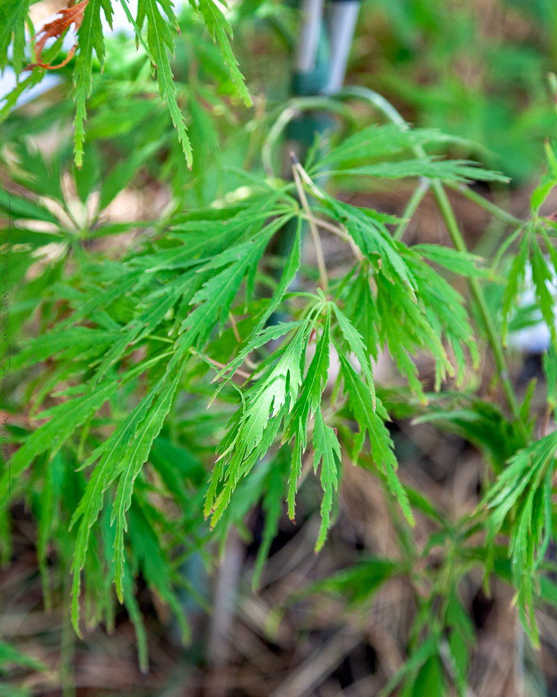 Acer palmatum 'Spring Delight', japansk lönn 'Spring Delight'