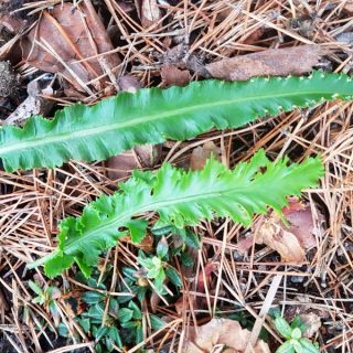 Ormbunkar, ferns - Asplenium scolopendrium 'Kaye's Lacerated'?