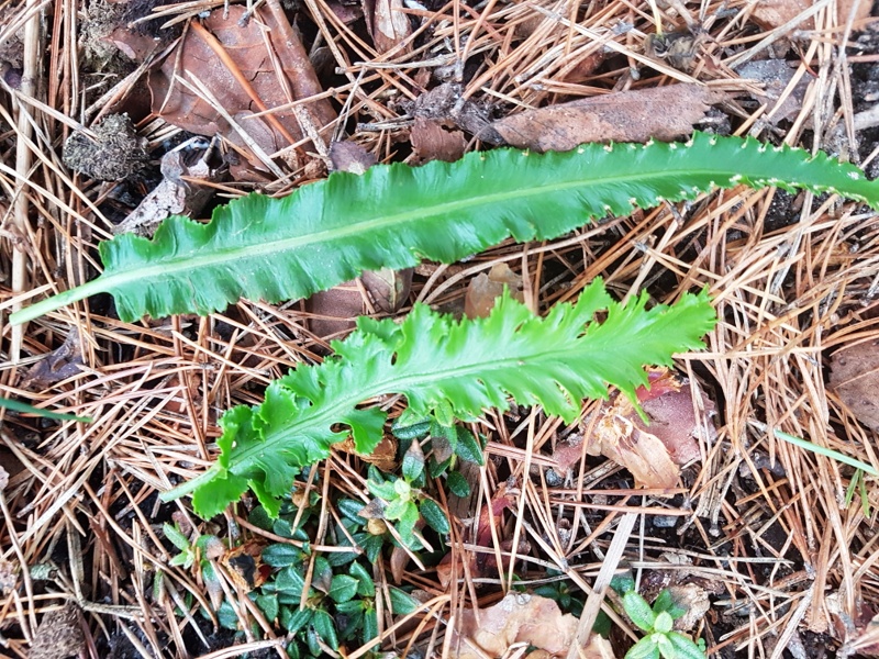 Ormbunkar, ferns - Asplenium scolopendrium 'Kaye's Lacerated'?
