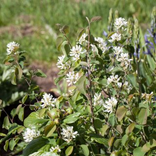 Amelanchier alnifolia v. pumila - liten bärhäggmispel