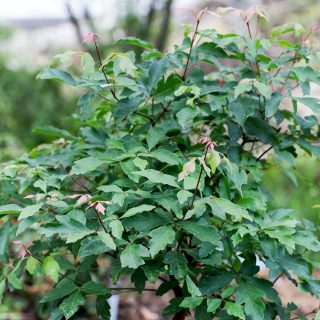Acer griseum - kopparlönn