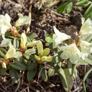 Rhododendron Keiskei-grp 'Princess Anne'