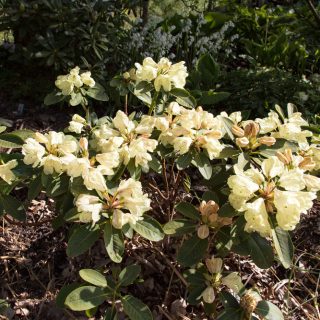 Rhododendron Wardii-grp 'Stadt Westerstede'