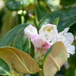Rhododendron brachycarpum - fujirododendron?