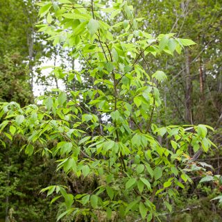 Trädflytt - Acer carpinifolium - avenbokslönn