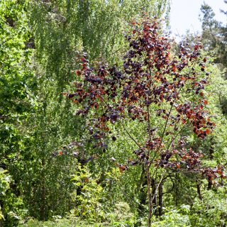 Betula pubescens 'Rubra' - finsk rödbjörk