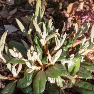 Rhododendron Yakushimanum-grp 'Hydon Velvet'