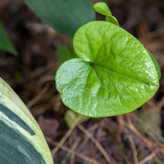 Asarum arifolium