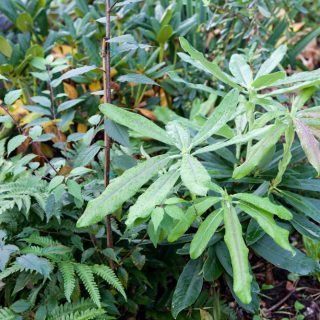 Växthärdighet - Rhododendron auriculatum - öronrododendron