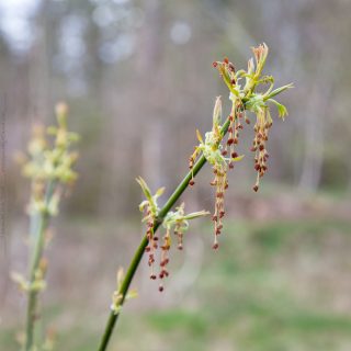Acer negundo 'Odessanum' flowering - gulbladig asklönn blomning