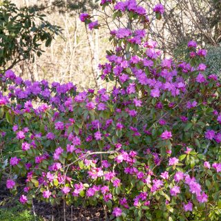 Rhododendron Minus-grp 'PJM'