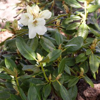 Rhododendron Dichroanthum-grp 'Phyllis Korn'