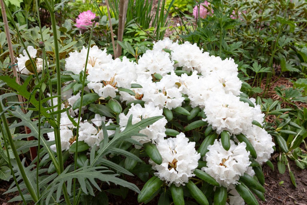 Rhododendron Yakushimanum-grp 'Falling Snow'