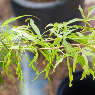 Acer palmatum 'Kinshi' - japansk lönn