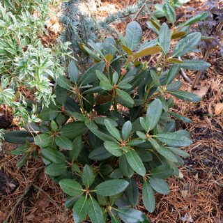 Rhododendron 'Ratibor'