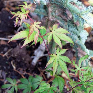 Acer micranthum - småblommig guldlönn
