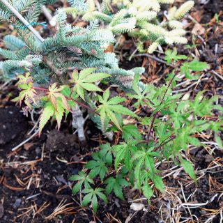 småblommig guldlönn - Acer micranthum
