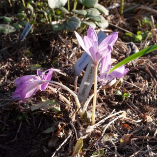 Colchicum 'Lilac Wonder' - tidlösa