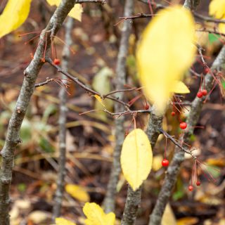 M-N-O-P, Malus toringo v. sargentii, rönnbärsapel