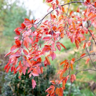Malus toringo 'Freja' - rönnbärsapel 'Freja'