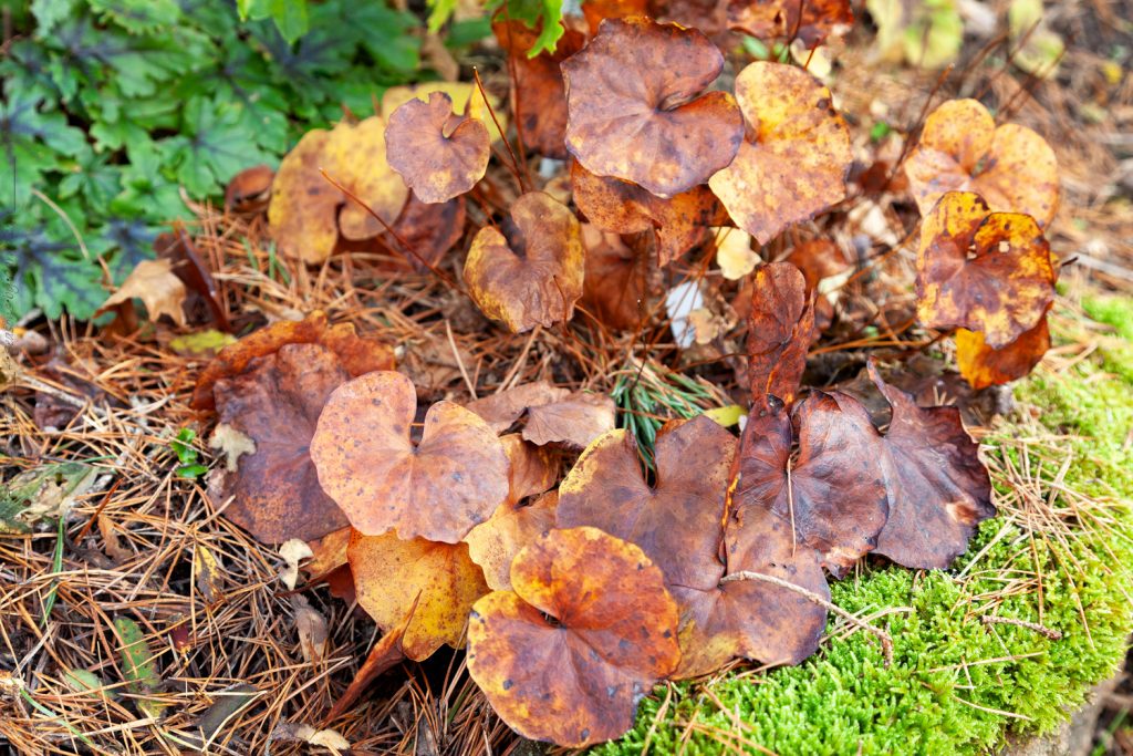 Jeffersonia dubia - autumn color