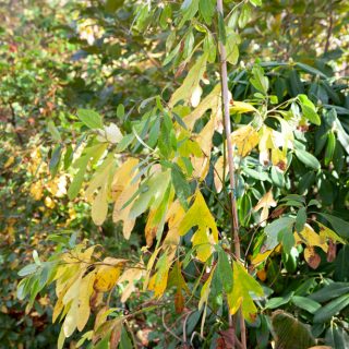 Sassafras albidum