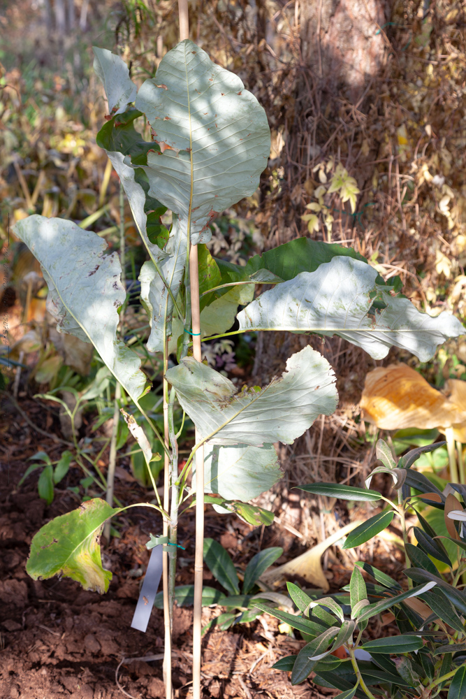 Magnolialistan - En rejäl chansning är Magnolia macrophylla