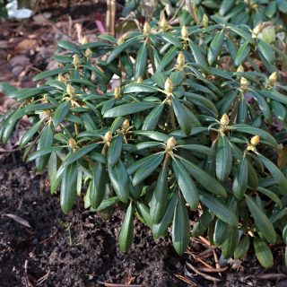 Rhododendron Yakushimanum-grp 'Kalinka