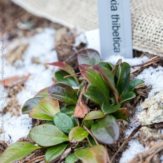 12022017-6337-berneuxia-thibetica Berneuxia thibetica