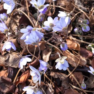 H - Hepatica transsilvanica 'Buis'