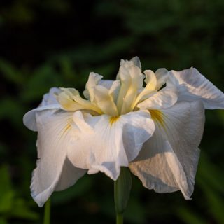 Japansk iris - Iris ensata 'Love Goddess'